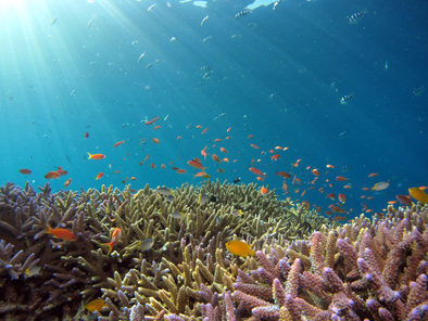 Ocean Biodiversity: What it is and why it is important
