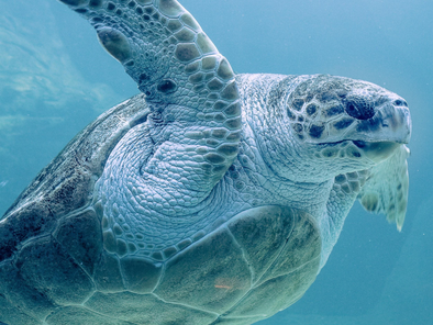 How Does Ocean Plastic Pollution Affect Sea Turtles?